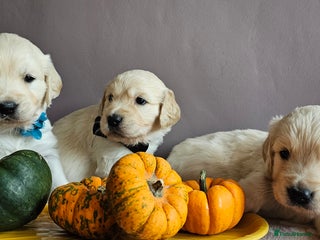 Golden Retriever dogs - Advert 5