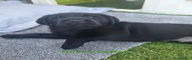 Labrador Retriever 2