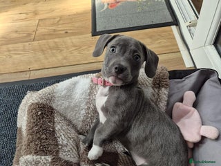 Mixed Breed dogs Beauty x dashhound/French bull dog - Advert 7