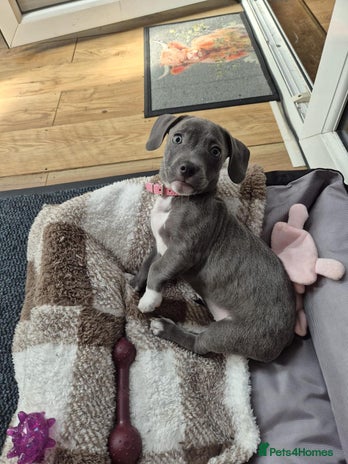 Mixed Breed dogs Beauty x dashhound/French bull dog - Advert 14