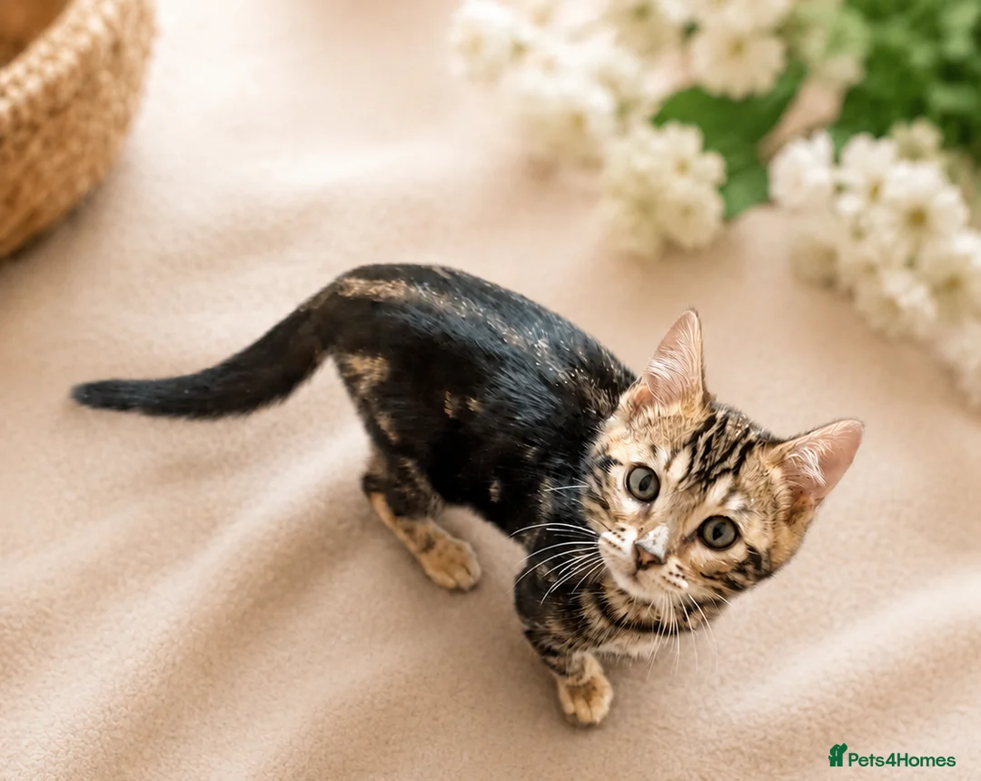 Bengal cats for sale: Ready Now | Health Tested TICA Glitter Bengal Girl - Advert 1