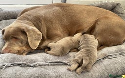 Labrador Retriever dogs for sale: Stunning kc silver Labradors  - Image 21