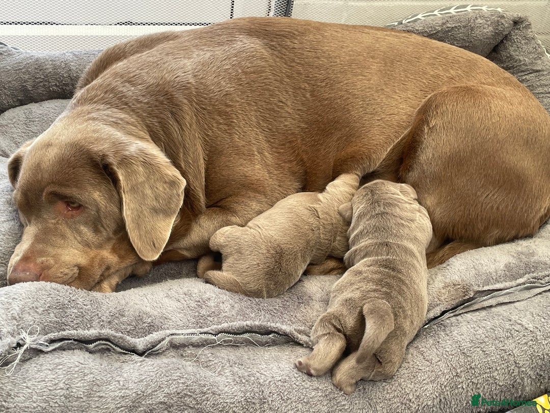 Labrador Retriever dogs for sale: Stunning kc silver Labradors  - Image 21