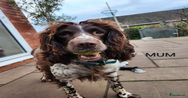 English Springer Spaniel dogs - Advert 4
