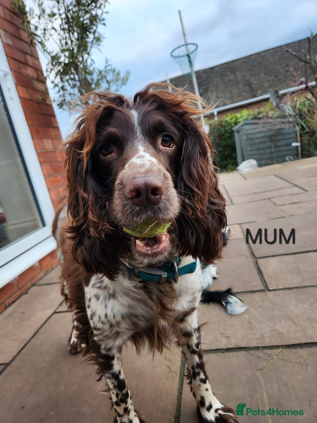 English Springer Spaniel dogs for sale: KC Registered ESS Pups *WELL MARKED* - Image 4
