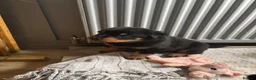 Mixed Breed dogs for sale: Rottweiler x collie pups - Advert 8