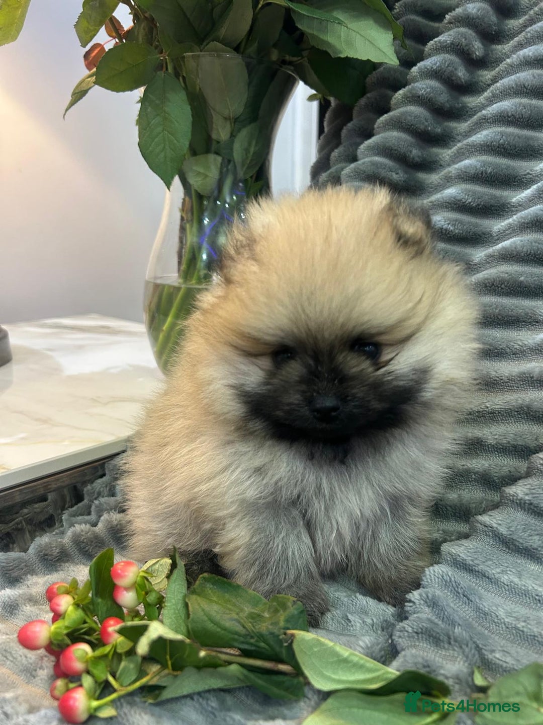 Pomeranian dogs for sale: Show quality tiny beautiful show stopper poms 💙🩷 - Advert 22