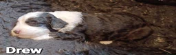 Mixed Breed dogs for sale: Beautiful Old English Sheepdog/Bernedoodle Puppies - Advert 2
