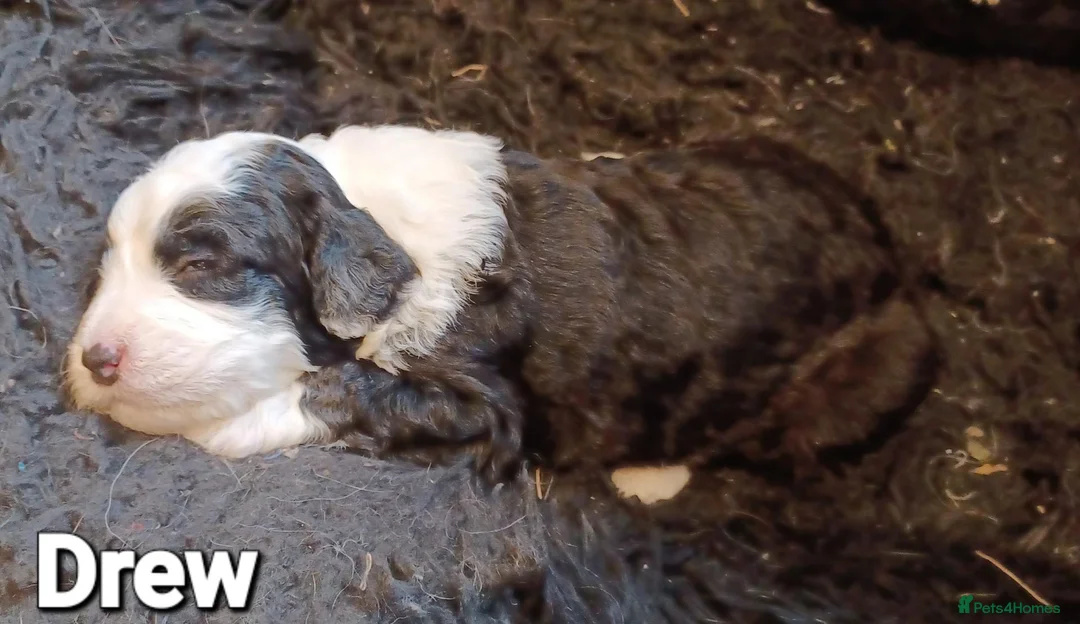 Mixed Breed dogs for sale: Beautiful Old English Sheepdog/Bernedoodle Puppies - Advert 2
