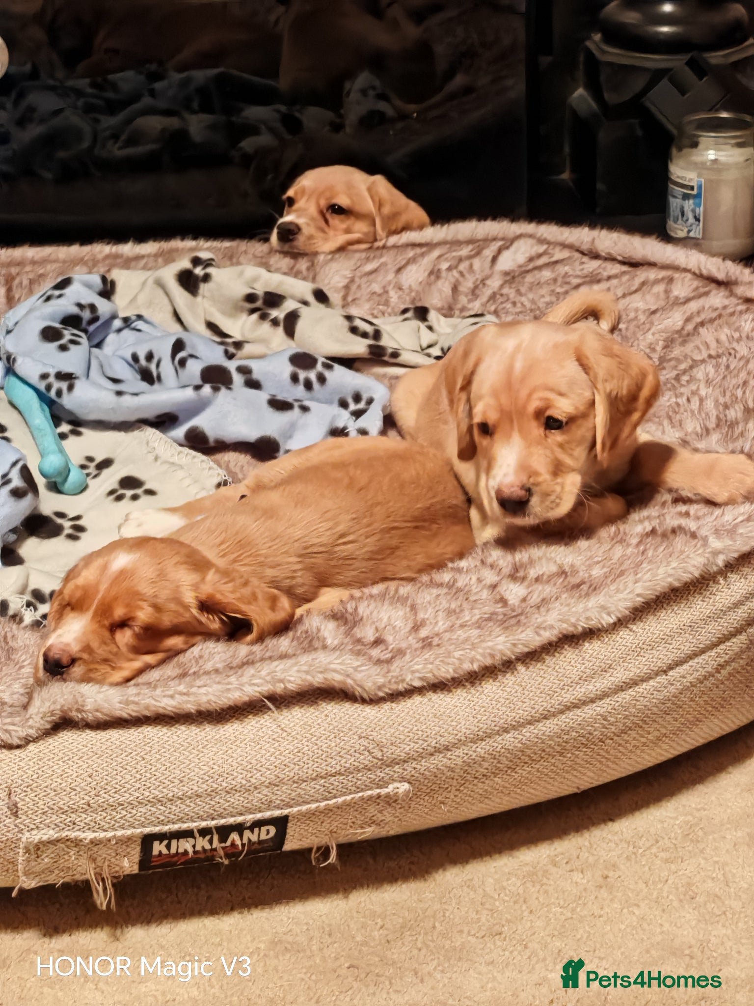 Cockerdor dogs Cockerdors from working lines. - Advert 1