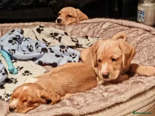 Cockerdor dogs Cockerdors from working lines. - Advert 7