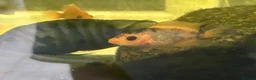Cichlids fish for sale: Midas cichlid fish  in Basildon - Advert 2