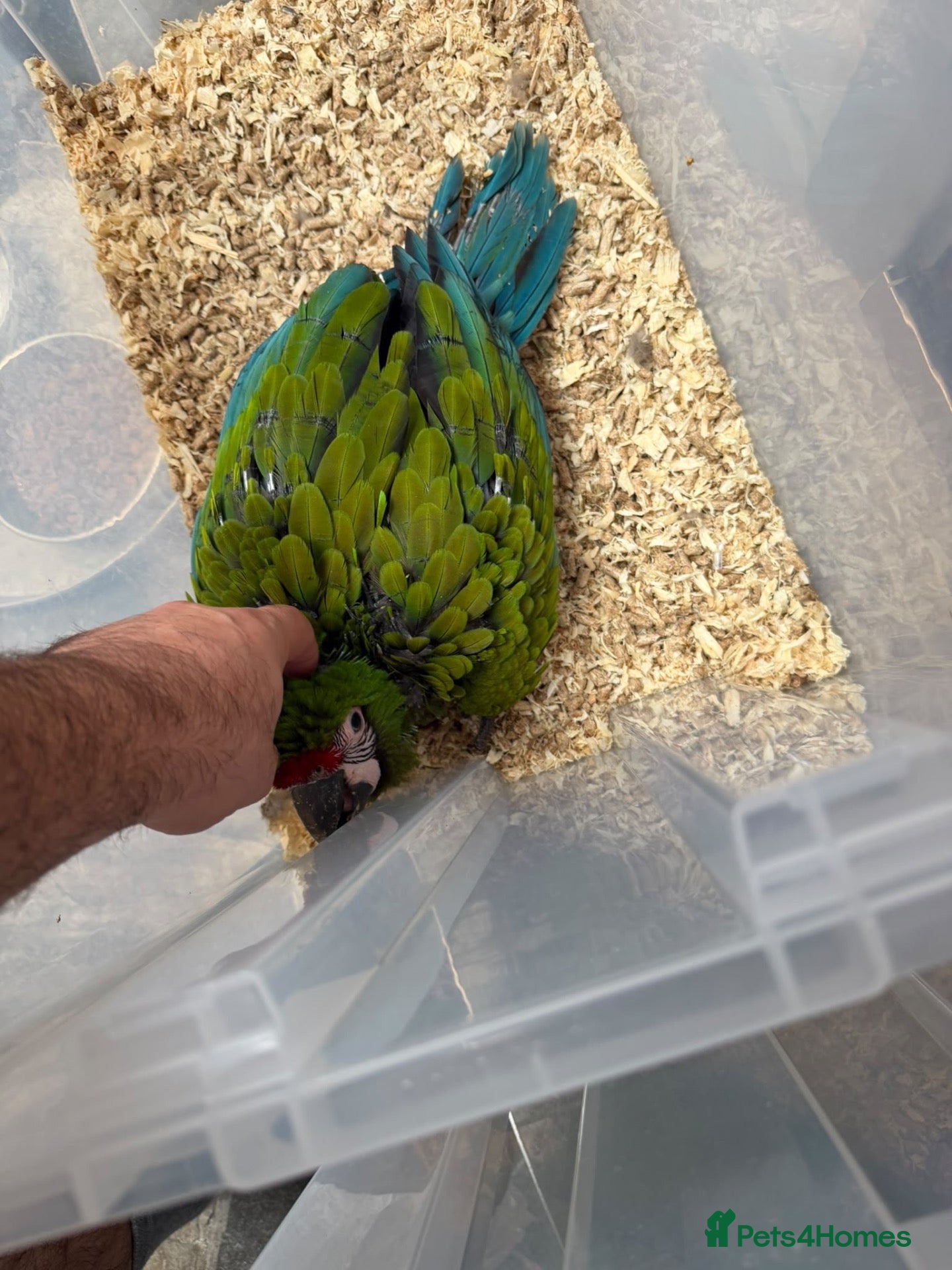 Macaws birds Selling baby handreared  military macaw  - Advert 17