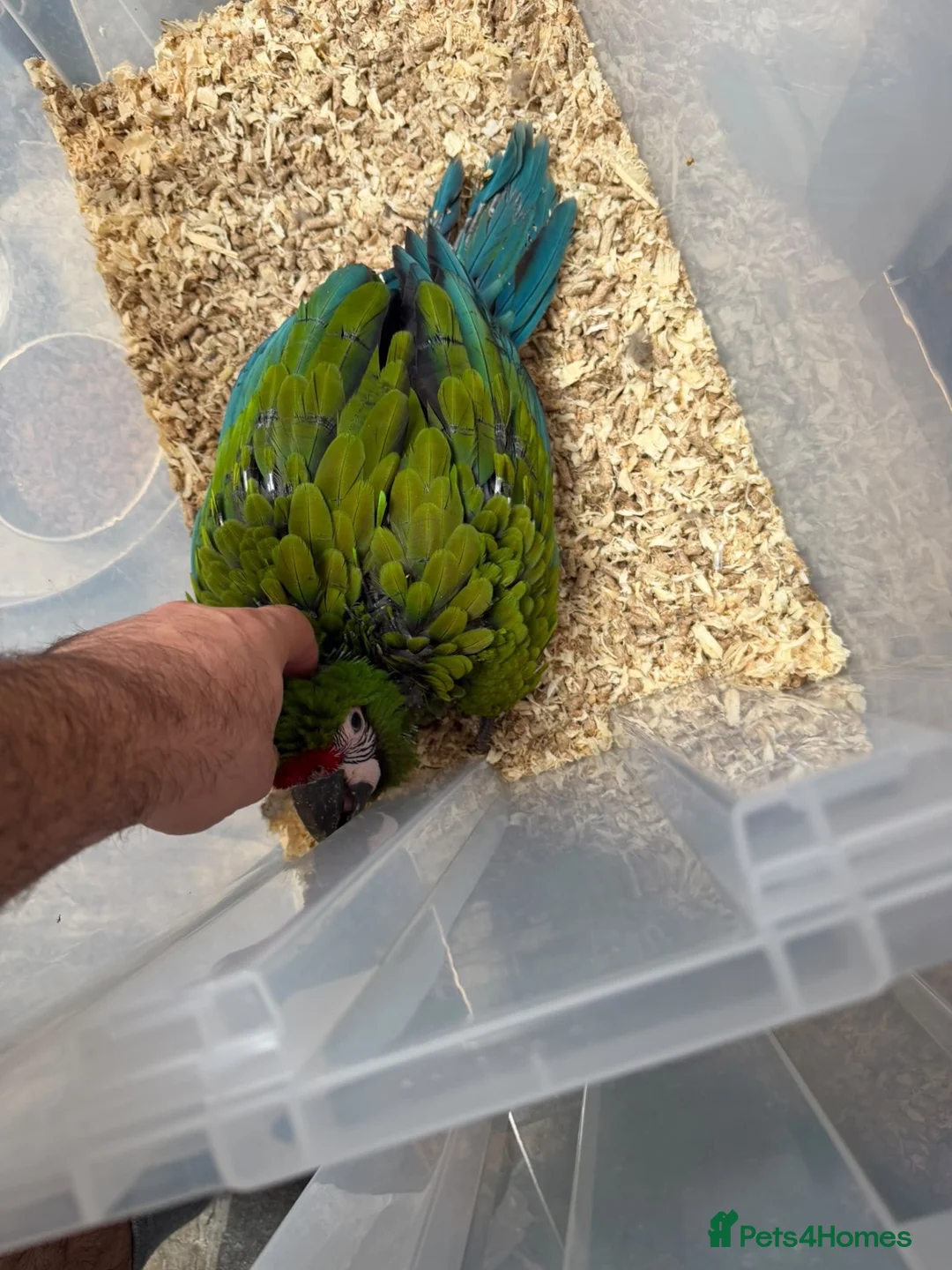 Macaws birds for sale: Selling baby handreared  military macaw  - Advert 1