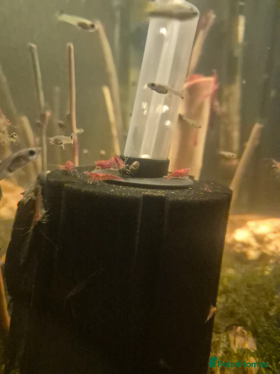 Shrimps fish for sale: Cherry shimps - Advert 2