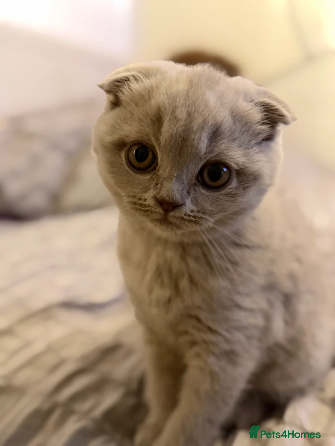 Scottish Fold cats for sale: 2 Scottish Fold Lilac Kittens for Sale - Advert 5