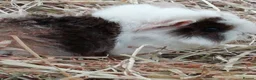 Guinea Pig rodents for sale: 5Baby Half-Peruvian Guinea Pigs Need Loving Homes  - Advert 3