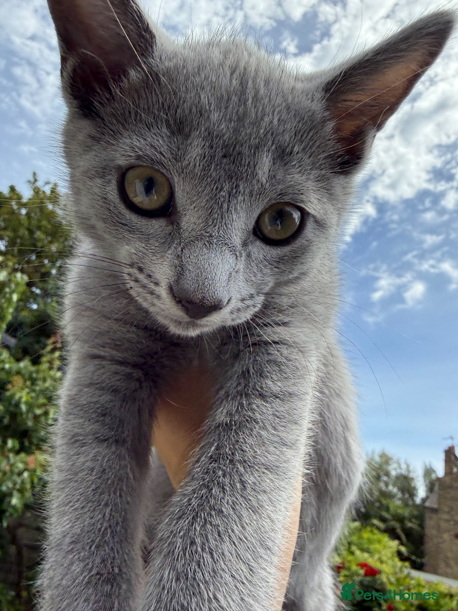 Russian Blue cats Purebred Russian blue kittens with green eyes! - Advert 1