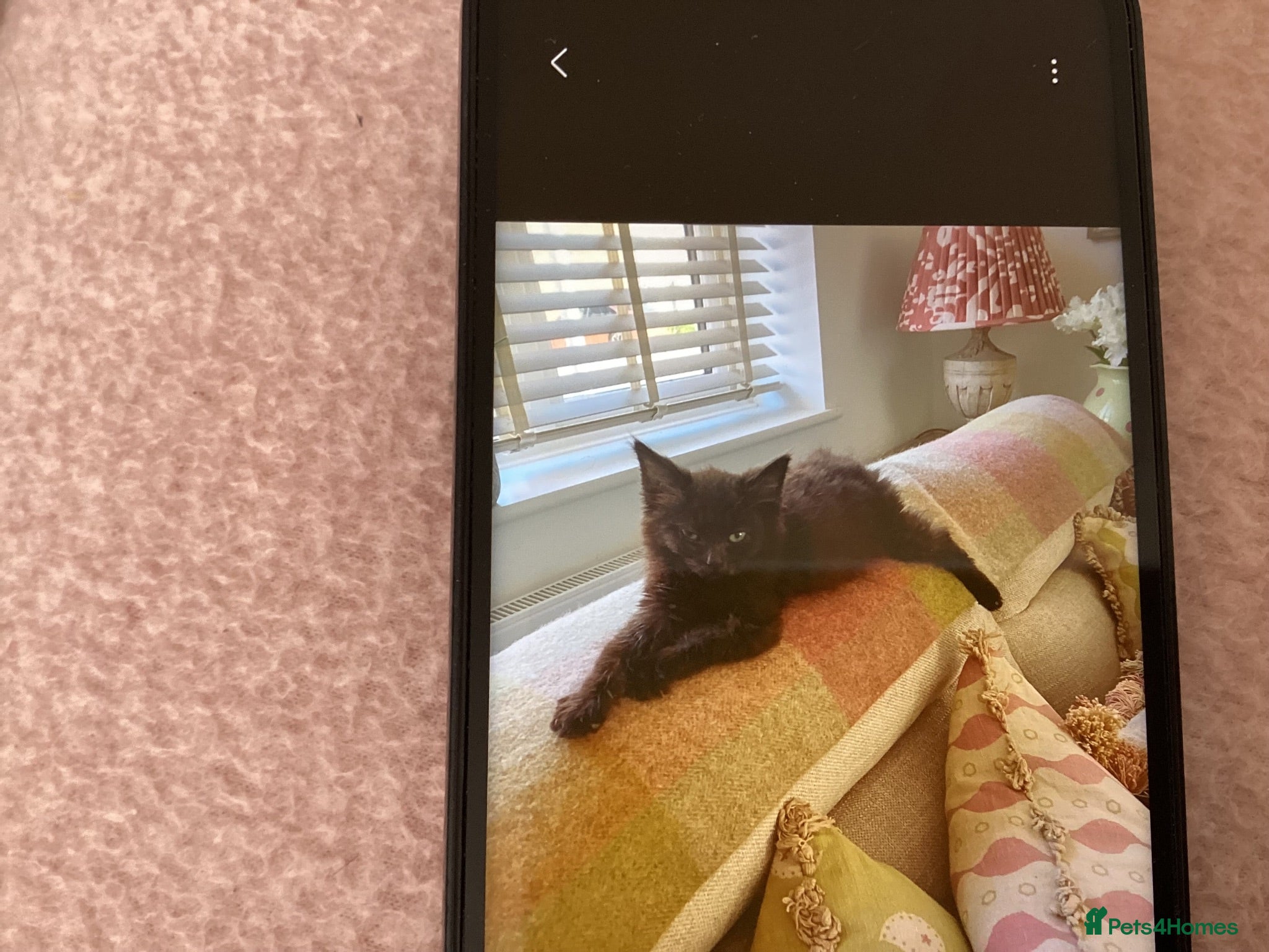Mixed Breed cats Beautiful British longhair x Maine coon x kitten  - Advert 4