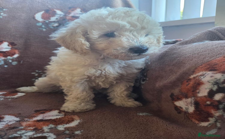 Toy Poodle dogs - Advert 7