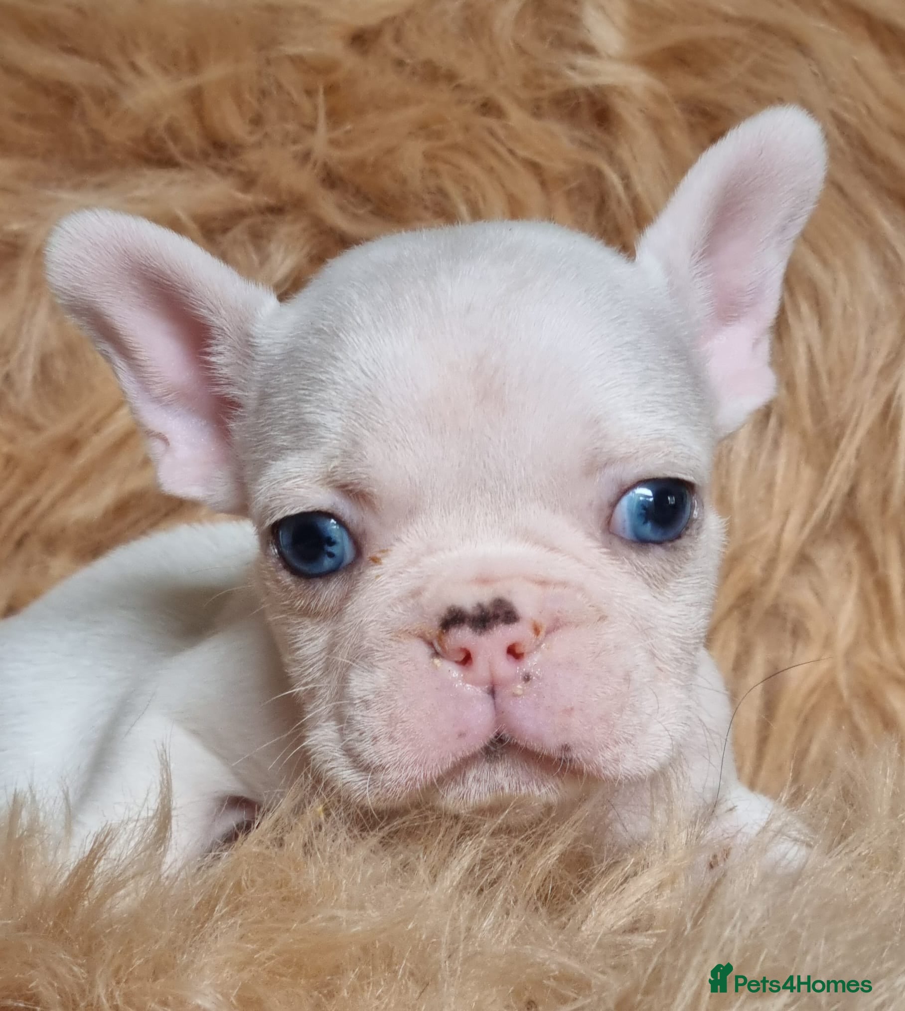 French Bulldog dogs Unique White French Bulldogs - Advert 2
