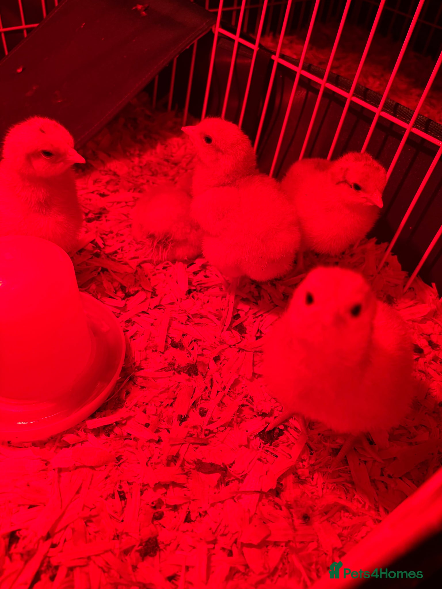 Chickens poultry Day old buff Orpington chicks - Advert 15