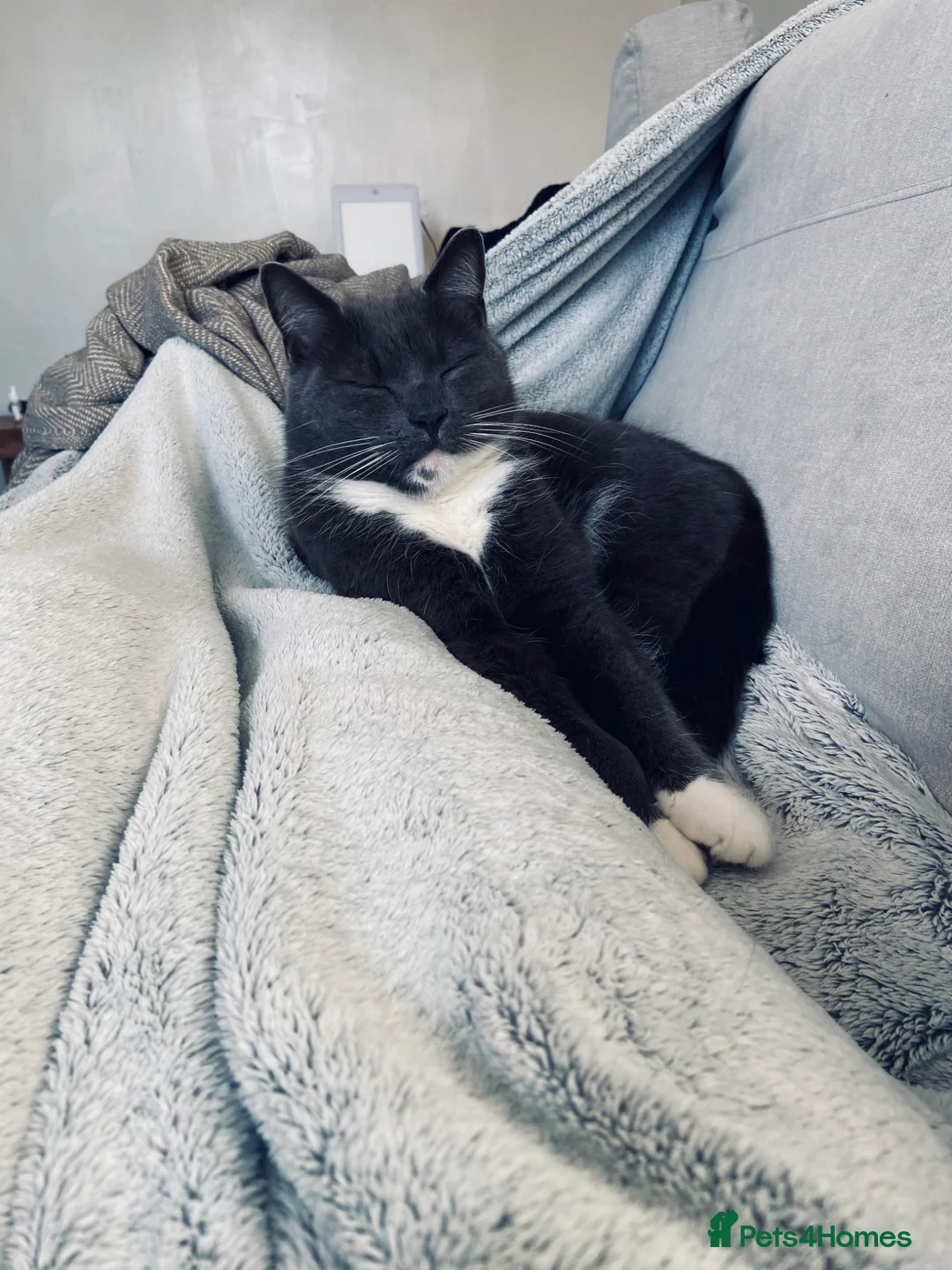 Domestic Shorthair cats for sale: 6yr old Male neutered Cat  in Shrewsbury - Advert 3