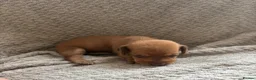 Miniature Dachshund dogs for sale: Kc registered mini dachshunds puppies 🐶  - Advert 21