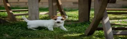 Jack Russell dogs for sale: Jack Russel puppies in Hull - Advert 4