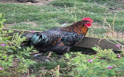 Chickens poultry for sale: Cockerals free to a good home - Image 3
