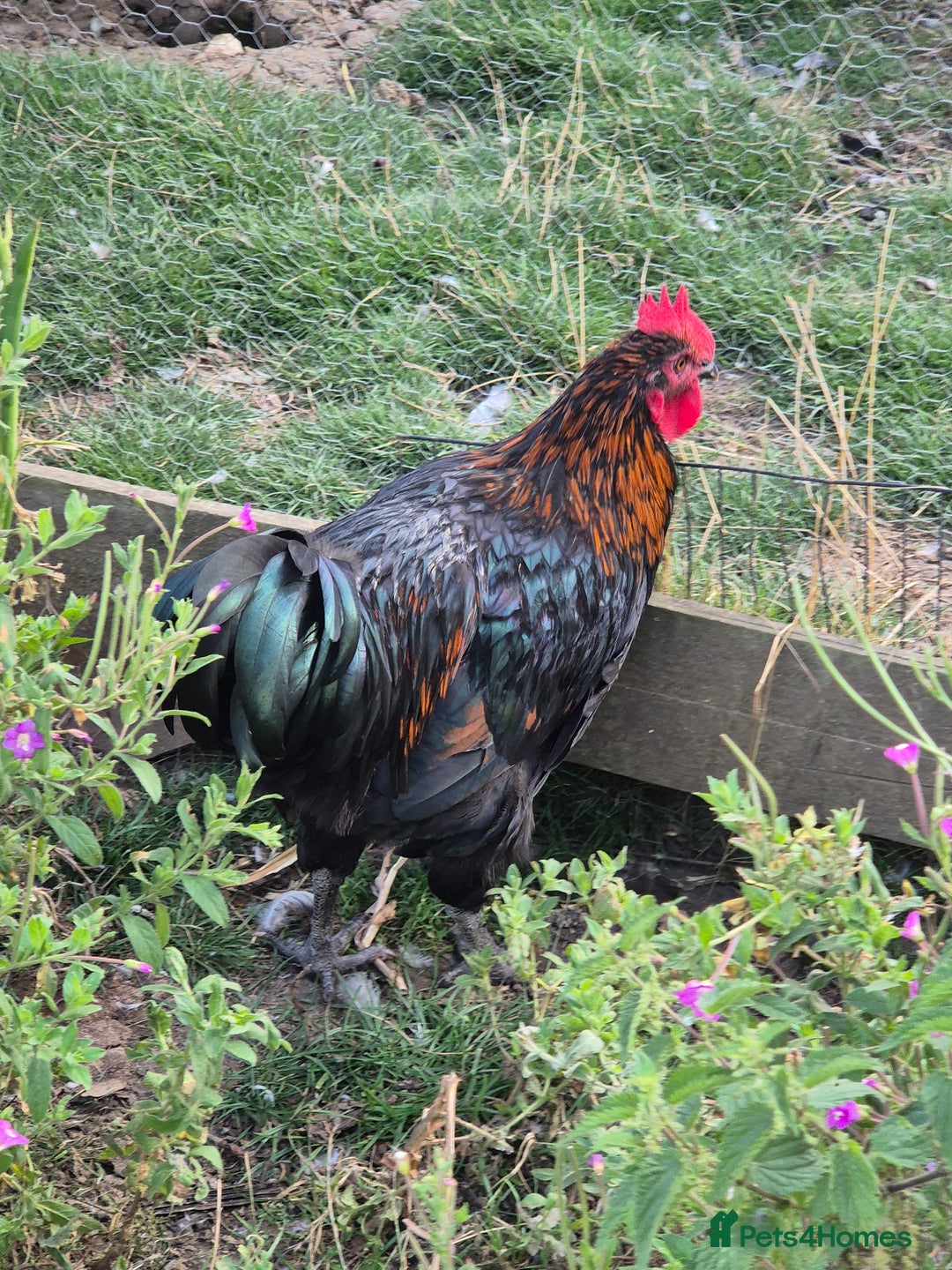 Chickens poultry for sale: Cockerals free to a good home - Image 3