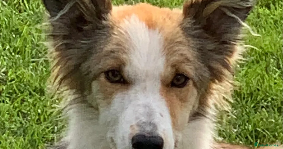 Border Collie Puppies For Sale Pets4Homes border-collie-puppies-for-sale-pets4homes