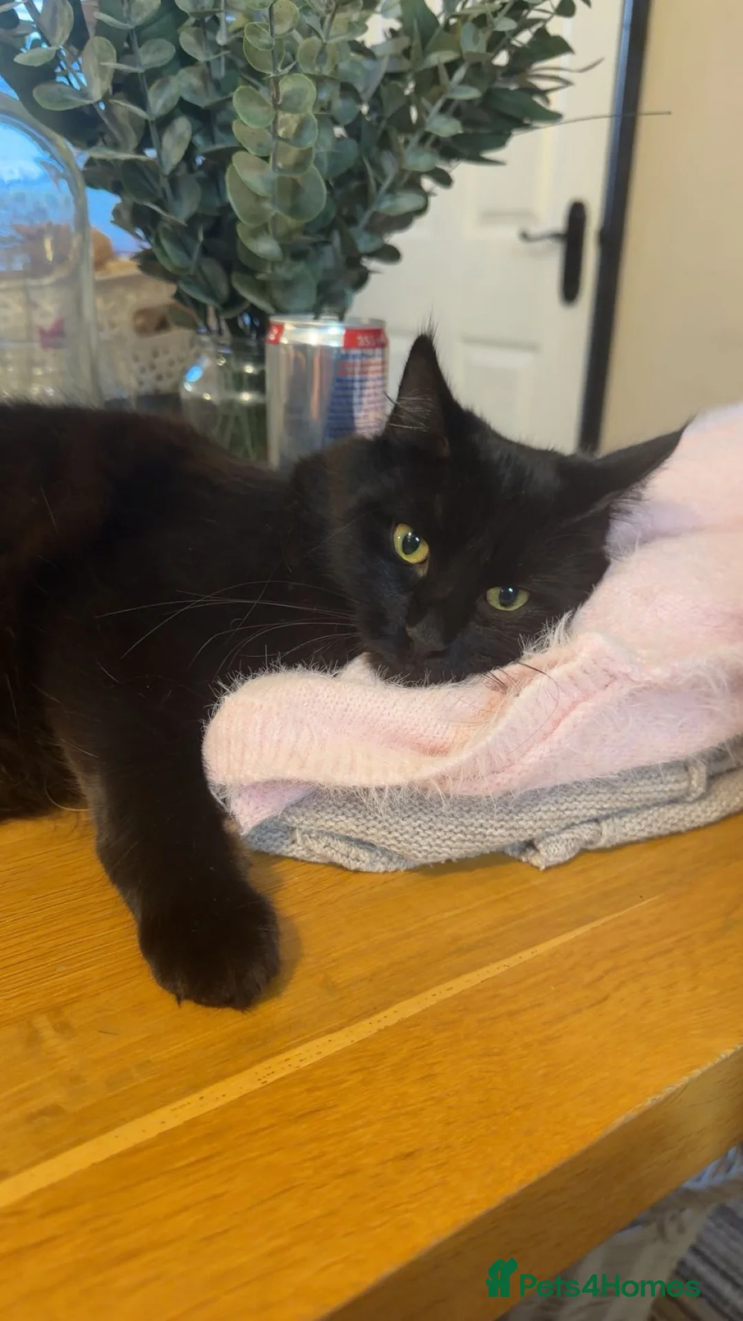 Ragcoon cats for sale: 🐾 Beautiful Maine Coon × Ragdoll Kittens 🐾  in Caerphilly - Advert 2
