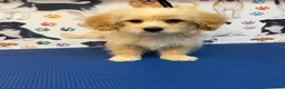 Maltipoo dogs for sale: Rare Red Parti and Biscuit Maltipoo Puppies - Advert 20