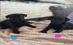 Lakeland Terrier dogs for sale: Beautiful Lakeland puppies for sale!  - Advert 1