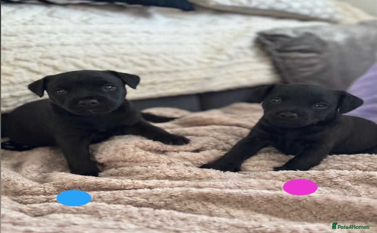 Lakeland Terrier dogs Beautiful Lakeland puppies for sale!  - Advert 14