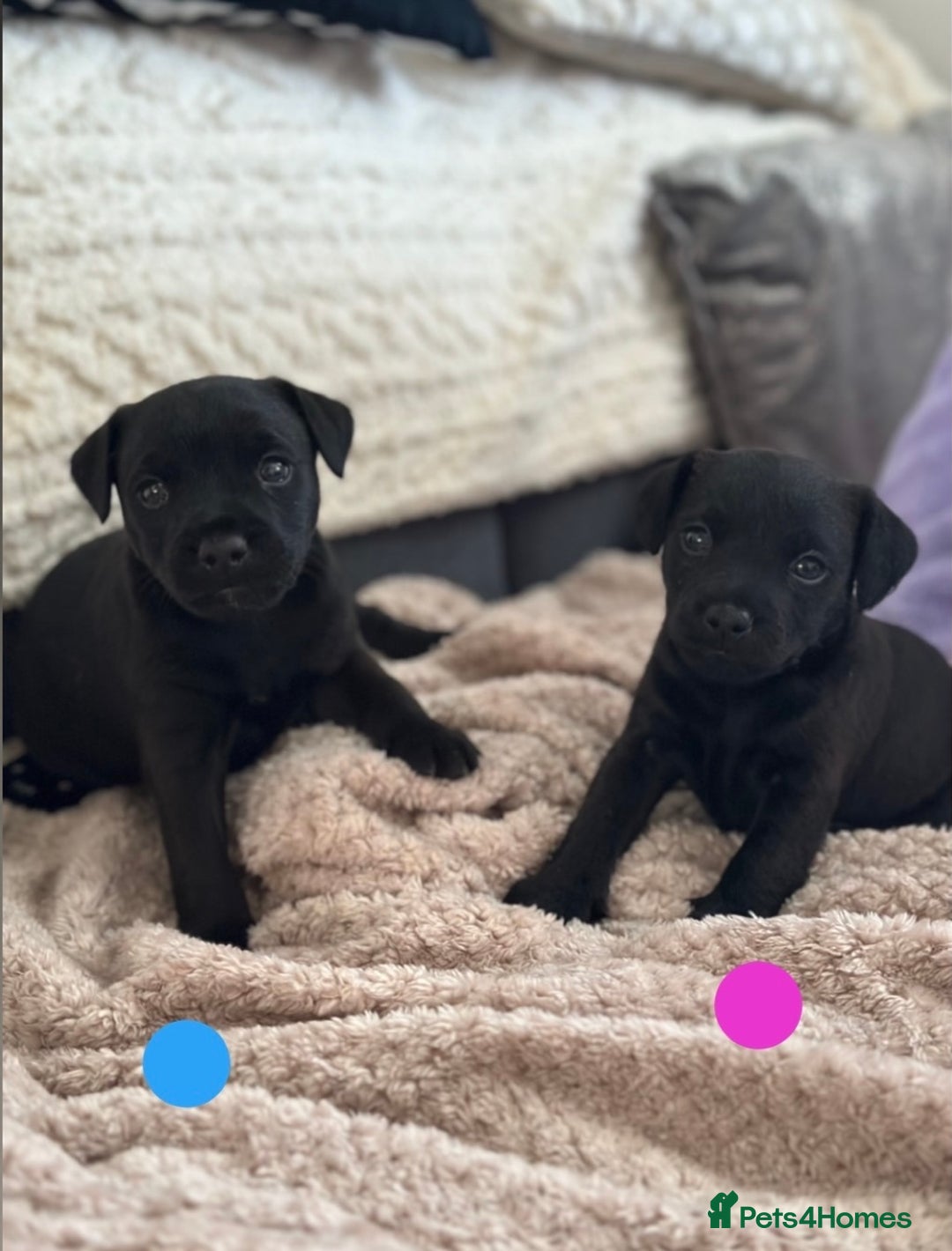 Lakeland Terrier dogs for sale: Beautiful Lakeland puppies for sale!  - Advert 1