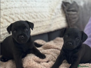 Lakeland Terrier dogs for sale: Beautiful Lakeland puppies for sale! - Advert 1