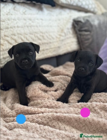 Lakeland Terrier dogs Beautiful Lakeland puppies for sale! - Advert 1