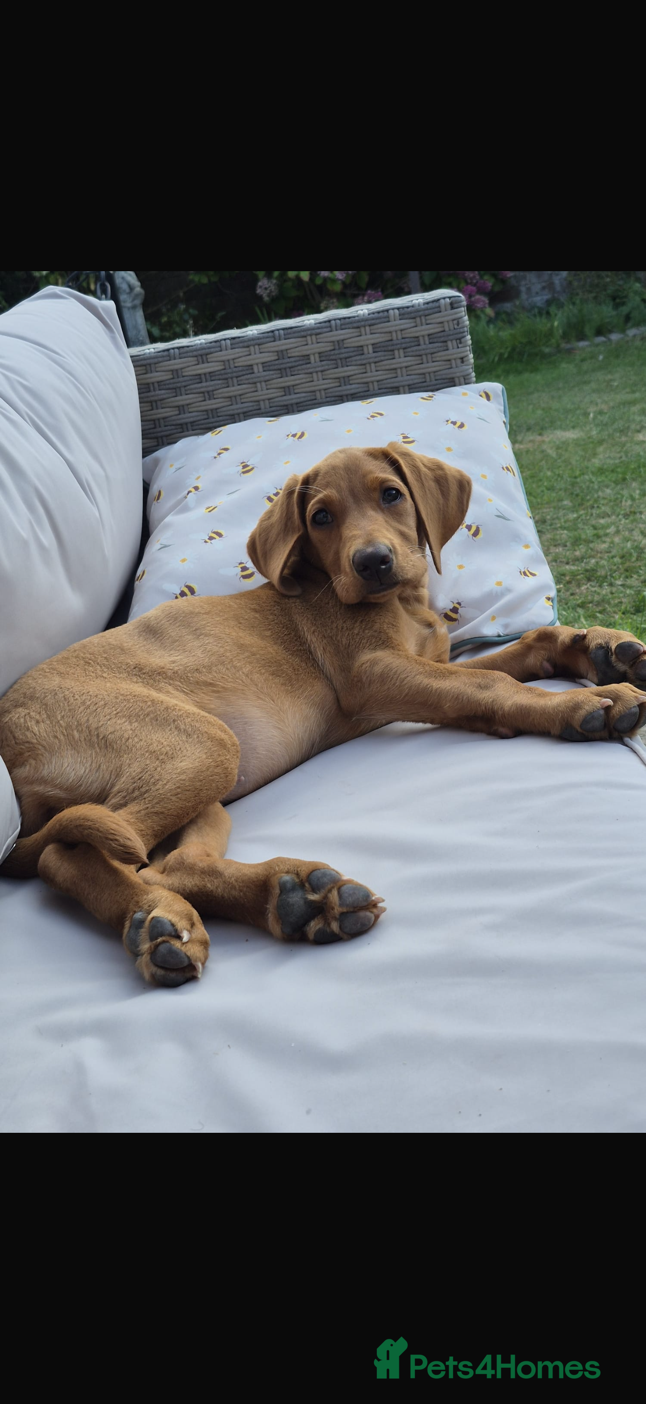 Labrador Retriever dogs Red Fox Female Labrador🦊 - Advert 1