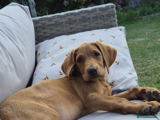 Labrador Retriever dogs Red Fox Female Labrador🦊 - Advert 7