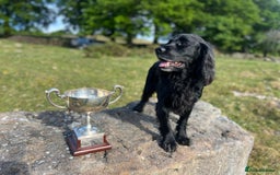 Cocker Spaniel dogs for sale: KC Reg. Cocker Spaniel - Image 4
