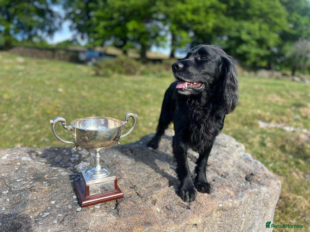 Cocker Spaniel dogs for sale: KC Reg. Cocker Spaniel - Image 4