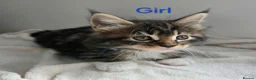 Maine Coon cats for sale: 7 Gorgeous Maine Coon kittens. - Advert 12