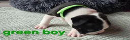 Boston Terrier dogs for sale: ⭐️KC registered beautiful Boston terrier puppies - Advert 36