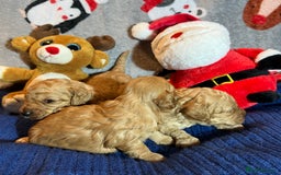 Cavapoochon dogs for sale: Cavapoochon Puppies ready from 20th December 2025  - Advert 9