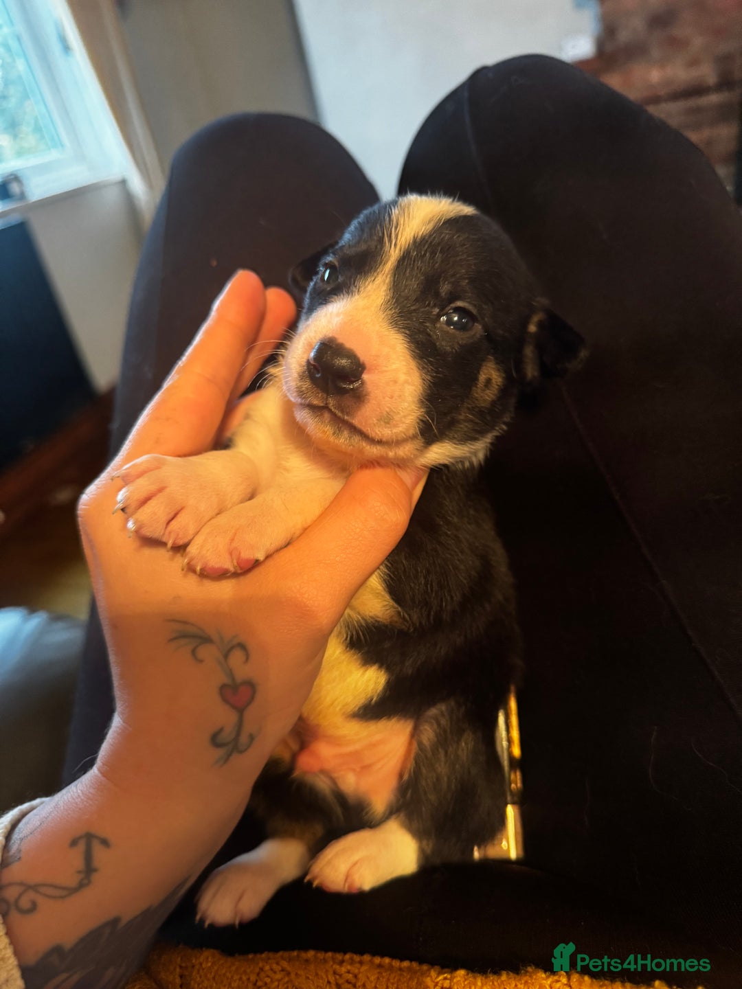 Mixed Breed dogs for sale: Pups for sale  - Advert 38