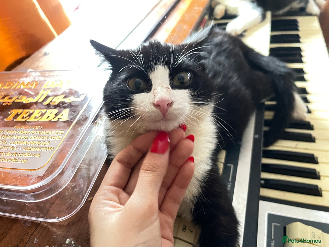 Mixed Breed cats for sale: Two kitten for sale - Image 12