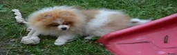 Pomeranian dogs for sale: PACO - Beautiful Pomeranian Boy - Advert 13