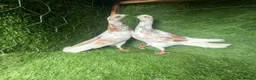 Pigeons birds for sale: Strong Breeding Pigeon Pairs – £70 Per Pair - Advert 7